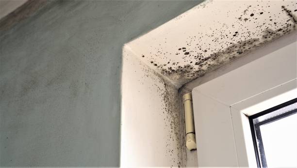Best Mold Documentation for Insurance Claims  in Cleveland, OK